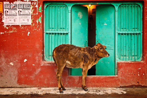 A poor animal on the door of a human for some food