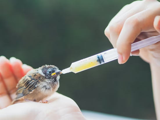 A poor bird being fed a basic dose of medicine