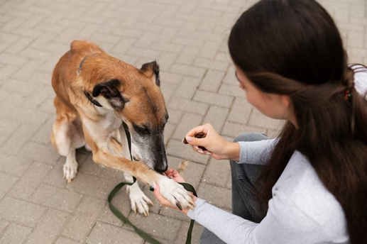 A basic health checkup of a dog